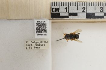 Media type: image;   Entomology 788261 Aspect: Labels
